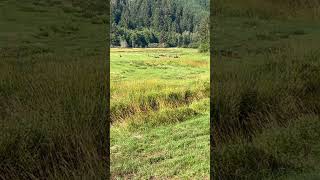 Elk Herd Reedsport OR elk bulls herd oregon outdoors nature wildlife wild animals [upl. by Saunder]