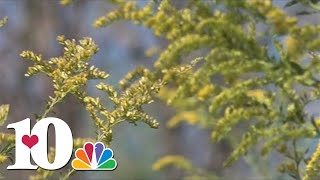 Doctors say they are seeing more people suffer from allergies in dry weather [upl. by Oriole]