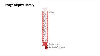 Phage Display Antibody library Learn how to plan the experimentPractical aspect [upl. by Crosby]