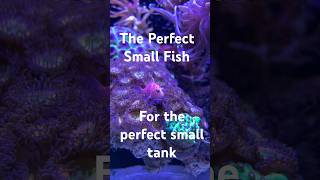 Perfect Fish for a Small saltwaterTank [upl. by Michon]