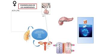 ENDOCRINOLOGÍA 14 Hiperandrogenismo y SOP [upl. by Nospmis]