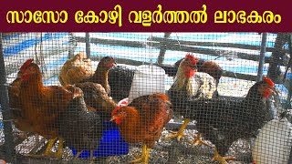 സാസോ കോഴിയും കൂടും ലാഭത്തിൽ വാങ്ങാം  Sasso Hen Farming  Sasso chicken For Meat [upl. by Aydiv]