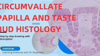 Histology of Circumvallate papillae and taste bud Step by step drawing with description [upl. by Eceinert353]