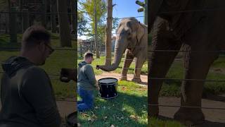 Elephants play music the drum  🐘🐘 elephant shorts viralvideo [upl. by Auqined564]