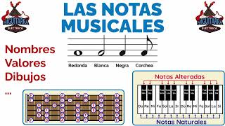 🎶 LAS NOTAS MUSICALES Cuáles son sus Nombres y Dibujos 🎶 [upl. by Ahsal]