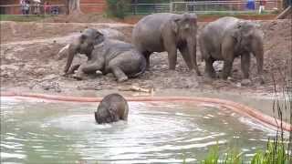 The Baby Elephant playing in water May 2013 by Jonas Martinsson [upl. by Gladdy]