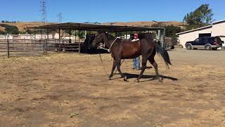 Dr Douglas Novick DVM  Determining Front Limb Lameness [upl. by Mou664]