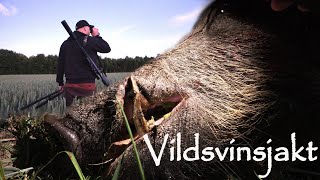 Jakt på vildsvin i spannmål  140 kilos galt [upl. by Teodoro]