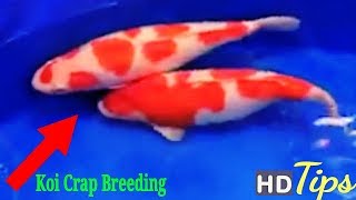 Guidelines of Koi Carp Breeding  Natural Breeding procedure Hd Tips [upl. by Spaulding385]