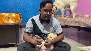 Deworming of Dog  45 days old Puppy Skyworm Drontalpuppy DrontalPlus [upl. by Dempster]