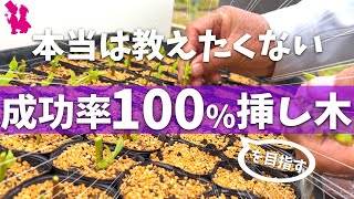 【悪用厳禁】ブルーベリーの挿し木を百発百中成功させる秘訣をプロが実演解説 [upl. by Eigger]