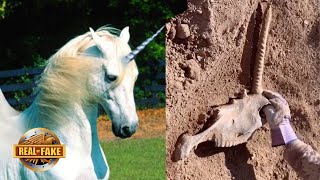 REAL UNICORN SKULL DISCOVERED  real or fake [upl. by Airotnes323]