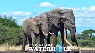 Live At The Waterhole  20 June 2024 [upl. by Enylrac729]