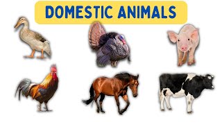 Domestic Animals Name In English With Pictures Domestic Animals Pictures And Their Names And Sounds [upl. by Nichol]