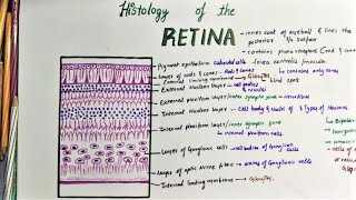 Histology Of Retina [upl. by Yerok]