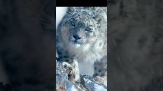 Himalayan Snow Leopard hunting a Mountain Goat 🐆🗻🐏shorts [upl. by Calan]