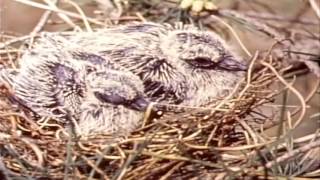 The Story of The Mourning Dove 1959 [upl. by Ahsead124]