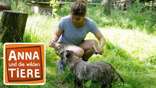 Ist der Marderhund ein Hund  Reportage für Kinder  Anna und die wilden Tiere [upl. by Reta]