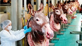 See What This Donkey Farm Does  Incredible Modern Donkey Farm Processing Donkey Milk and Meat [upl. by Frye]