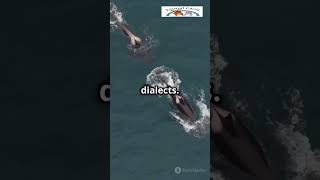 Killer Whales The Oceans’ Ultimate Predators 🐋💥 KillerWhales Orca OceanPredators MarineLife [upl. by Romeyn]