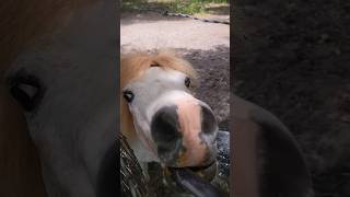 Do You Like Grape Sugarfree 😂 farm gingerspecifics bashful minihorse horse farmlife shorts [upl. by Niassuh]