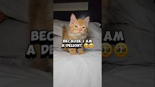 Why wont you like this Orange Kitten cute cat shorts fyp gingercat trending trendingshorts [upl. by Fedak524]