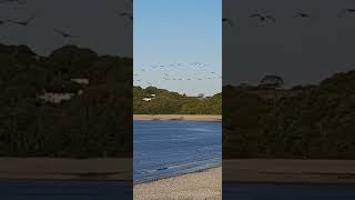 A flock of canadian geese on a low flight training in the morning [upl. by Luca642]