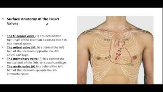 Anatomy of the pericardium and the heart Part 2 [upl. by Ahsekahs293]