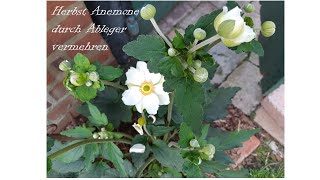 Herbst Anemone durch Ableger vermehren [upl. by Dumah176]