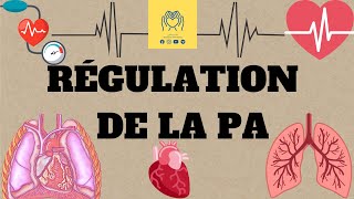 🩸🫀physiologie 2éme unité1  cour 4 🔺️La régulation de la pression artérielle 📚 [upl. by Nevla]