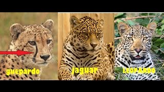 Diferencias entre el jaguar el Leopardo y Guepardo [upl. by Fusuy152]