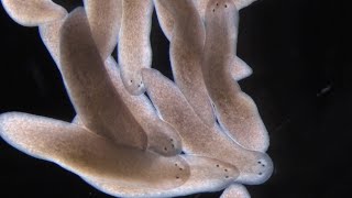 What Planarians Are Revealing About the Rules of Regeneration [upl. by Francklin]