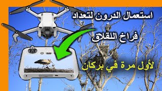 استعمال الدرون لتعداد فراخ اللقالق البيضاء في بركان morocco berkane bird storks [upl. by Oz]