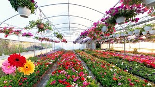 ✅Amazing gerbera farmingGerbera cultivation in polyhouseGerbera flowers [upl. by Fish]