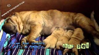 Chinese Shar Pei puppies  Sharpei 02 [upl. by Dhumma]