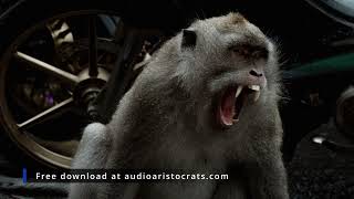 Monkey Angry Chatter Sound Effect FREE [upl. by Oironoh]