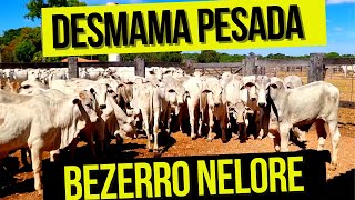 Reposição Preço do bezerro Nelore [upl. by Lasser]