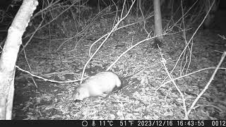 Japanese Raccoon Dogs Prowl around the Badgers’ Sett at Rainy and Sleety Night in Early Winter [upl. by Jolene56]