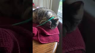 Penny The Cat gets her first video [upl. by Bower]