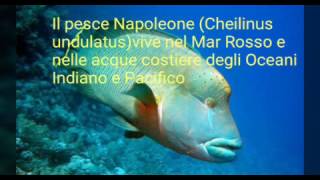 Il pesce Napoleone Cheilinus undulatus [upl. by Alacim]