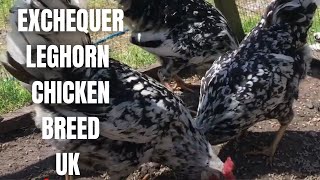 Exchequer Leghorn Chickens  Chicken breeds UK [upl. by Anika996]