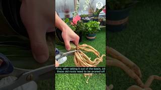 How to grow clivia in a water  Ep02  shorts gardening [upl. by Atikir538]