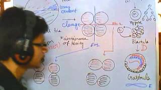 Developmental biology part 2  clevage of zygote polarity and differentiation [upl. by Ytsirhc259]