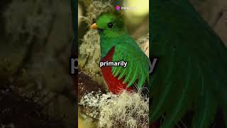 Quetzal feed facts fyp viralvideo fact animals quetzal shorts shortsvideo ytshorts [upl. by Atselec]