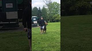 Colt Paterson Advanced Obedience FUSS [upl. by Nollid]