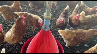 Comment équiper son bâtiment de poules pondeuses [upl. by Puglia]