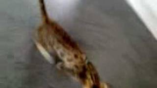 Hungry bengal kitten with a loud meow [upl. by Eelaroc]