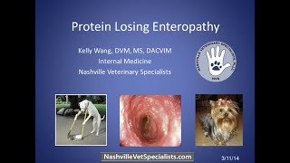 Protein Losing Enteropathy in Veterinary Medicine [upl. by Alemahs261]