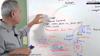 Immunology Lecture 16  Type IV Hypersensitivity Reactions [upl. by Chainey]