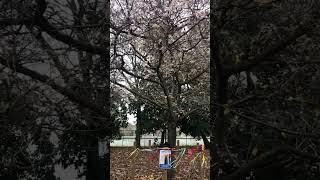 Cherry Tree blooming in December in Lambeth South London Climate change Scienceisreal [upl. by Dott]